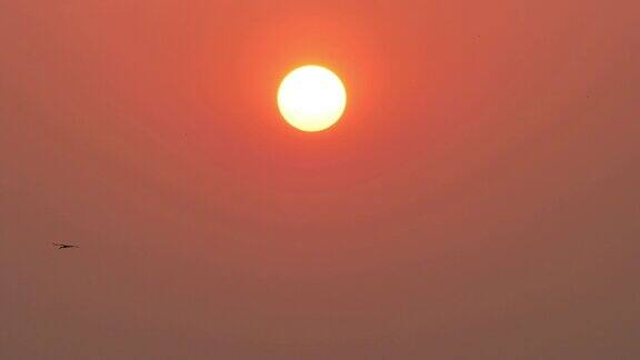 大太阳的背景日落和鸟鹳在天空中飞翔在傍晚的oscitans蛾科飞鸟