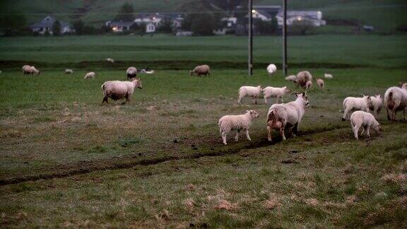 一群白羊一起在山野上吃草绵羊和小羊在草地上散步