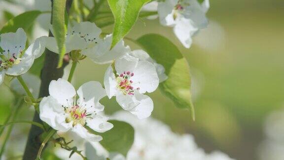 花香四溢美丽的梨花洁白的花瓣在春天绽放关闭了