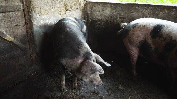 两只大猪在猪圈里斑点猪在猪圈里蹭墙