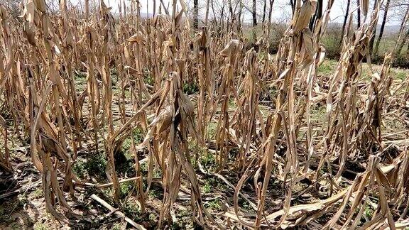 在炎热、阳光充足的日子里长期干旱摧毁了干燥的玉米地