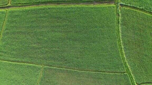在稻田耕作的无人机农业视图