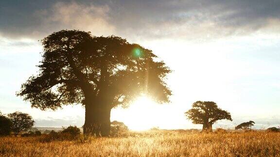 日落时分坦桑尼亚大草原上一棵猴面包树的美丽剪影塔兰吉雷国家公园
