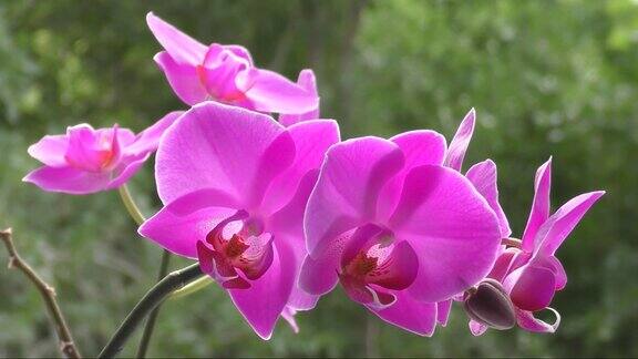 蝴蝶兰属花(拉丁语蝴蝶兰(Phalaenopsis)或Orchid(拉丁语兰花科)淡紫色