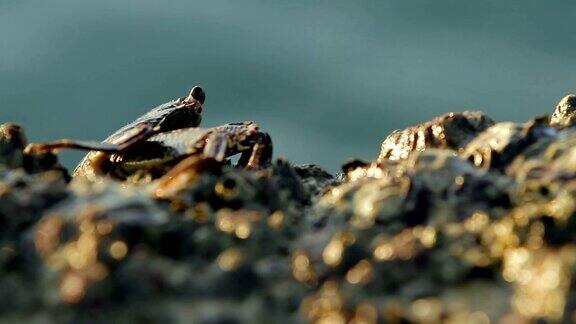 螃蟹坐在海边的岩石上晒太阳普吉岛泰国