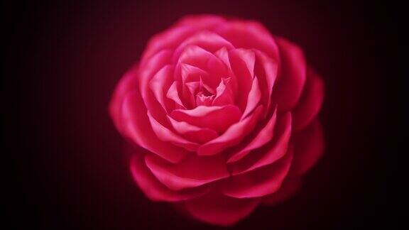 盛开的玫瑰微距镜头