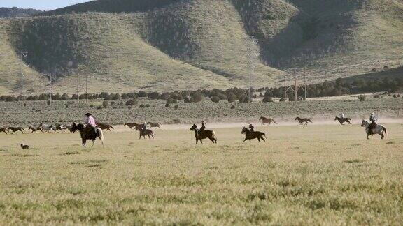 慢镜头美国犹他州的马和牛仔