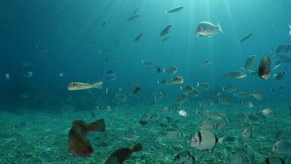 鱼的风景水下太阳光束阳光水下地中海太阳照耀放松的海洋风景