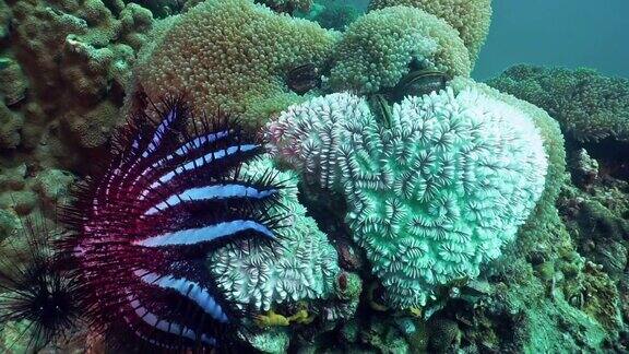 珊瑚白化是由刺冠海星在水下珊瑚礁造成的
