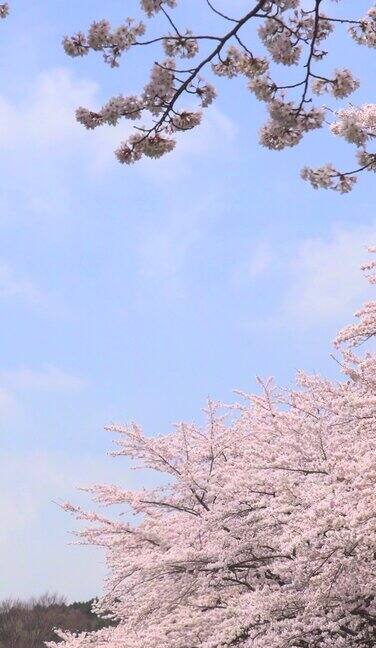 樱花在晴空下绽放