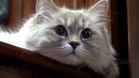 西伯利亚彩色点母猫画像