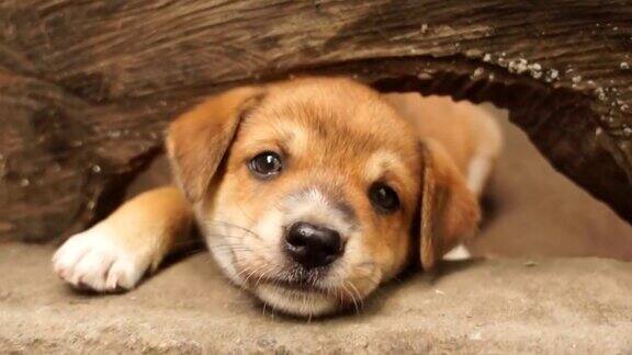 可爱的棕色小狗从木洞里偷窥近距离