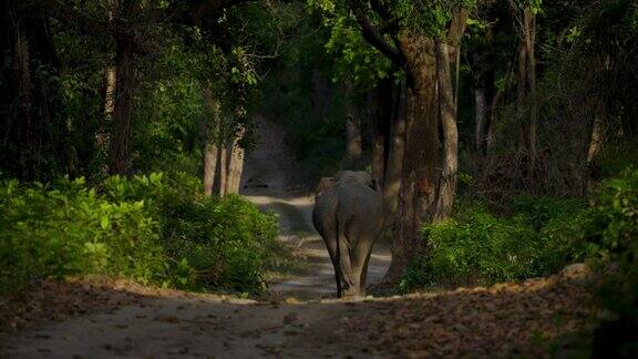 一只雄性长牙象走在森林小路上