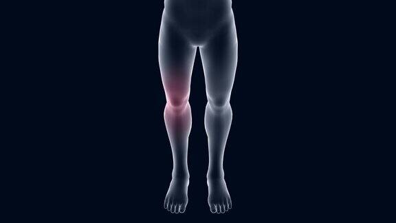 3d动画人体、医疗保健等主题专注于膝盖