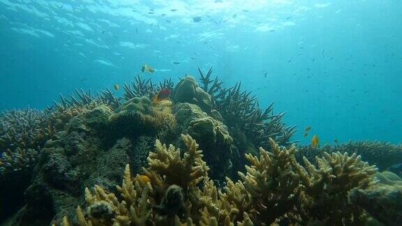 ?泰国素林岛在热带清澈的海水中有一群鱼壮丽的珊瑚花园的水下海景