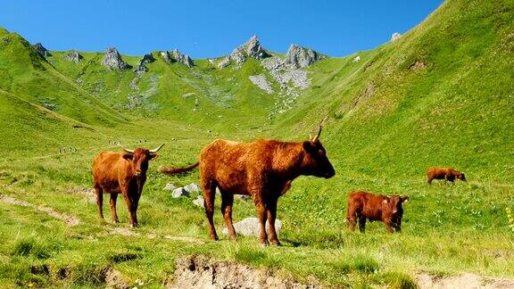 在绿山的牛群-法国销售员奶牛