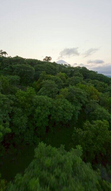 垂直视频绿色植物热带森林植被亚洲海滨乡村