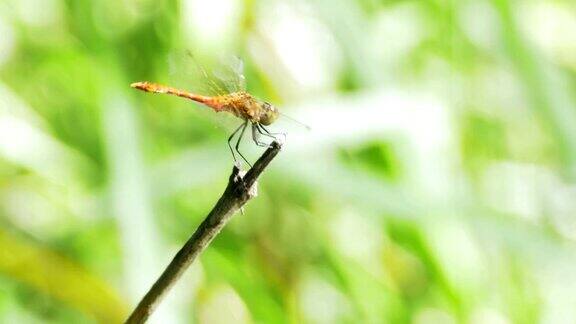枝上的红蜻蜓