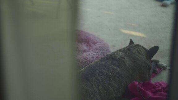 可爱的法国黑牛头犬喜欢睡觉看起来很有趣