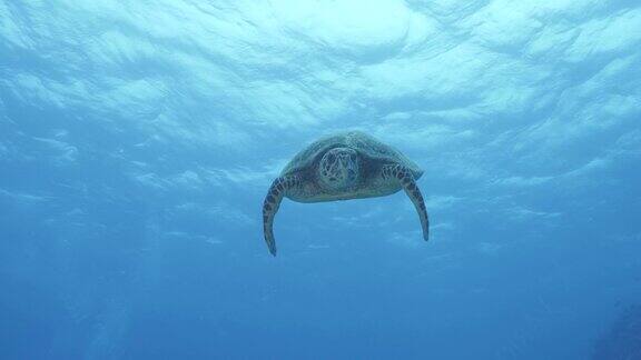 一只友善的海龟游过湛蓝的海水与潜水员面对面地打招呼