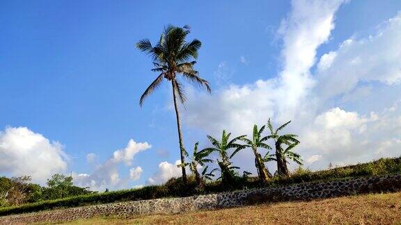 椰子树在下午被风吹着