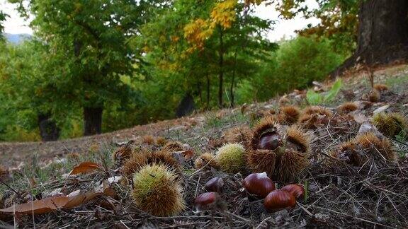 秋天是树林里古老的栗树收获的季节栗子和刺猬在地上的特写镜头典型的秋季新鲜水果
