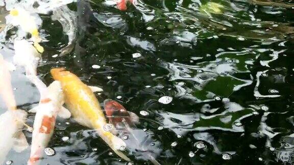 近景锦鲤在池塘在watpho寺庙曼谷