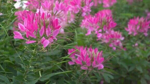 粉红色的花和绿色的草地