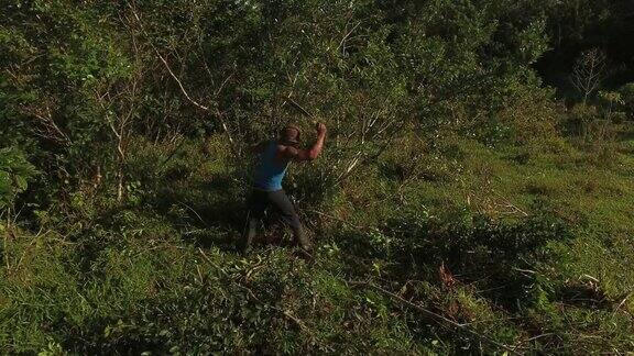 无人机拍摄的农场工人正在清理树木和灌木丛