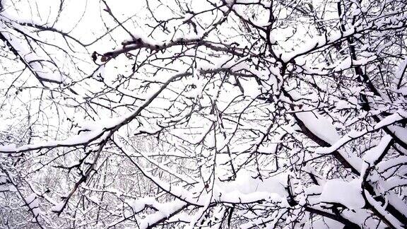 冬天的树枝上结着白霜背景是白雪和白色的天空