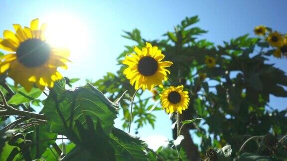 阳光的稳定器照片照亮了向日葵