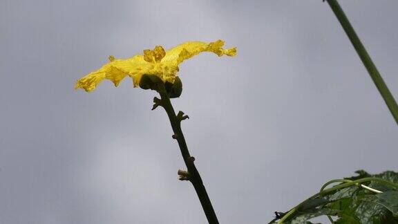 种植在开花的丝瓜树在风中摇曳攀援丝瓜树伸向天空在越南东阳林东