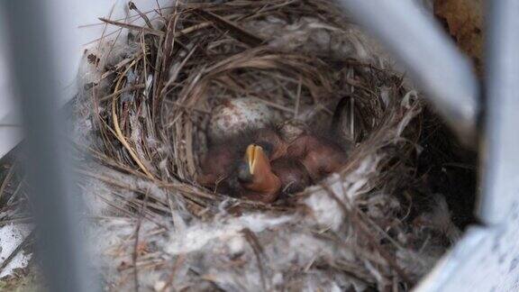 刚出生的雏鸟在巢里饥饿的燕子宝宝张开黄色的嘴巴