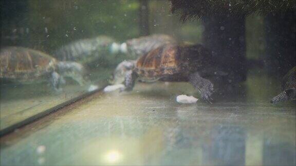 海龟在动物园的游泳池里游泳海龟在一个大水族馆里游泳