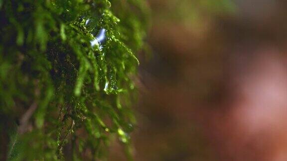 SLOMOLD一滴水滴落在苔藓上