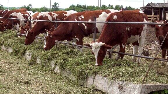 围场里的牛离得很近