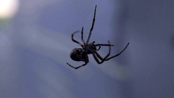 特写蜘蛛织网危险可怕的昆虫蜘蛛恐惧症荒野