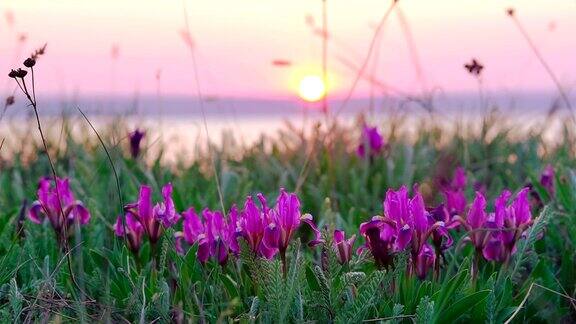 草地上紫罗兰色的鸢尾