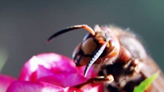 黄蜂从花中采集花蜜一只黄蜂坐在花园里的一朵玫瑰上胡蜂科是胡蜂黄蜂子宫花园里的昆虫Polistesgallicus