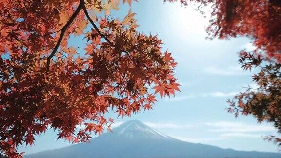 从日本川口町湖眺望富士山的红枫