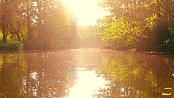 阳光闪烁倒影鸭子在池塘里游泳