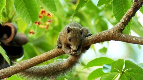 正在吃树的松鼠