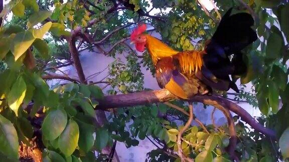 公鸡坐在树上庆祝日落在马洛里广场在基韦斯特佛罗里达