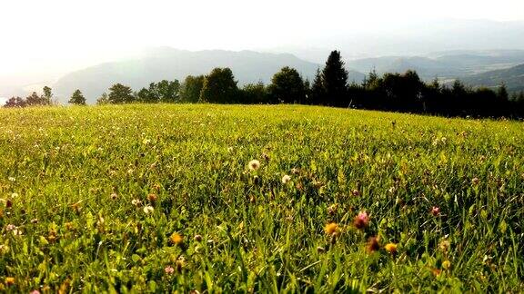 壮丽的奥地利阿尔卑斯山山景观草地上绿草如茵