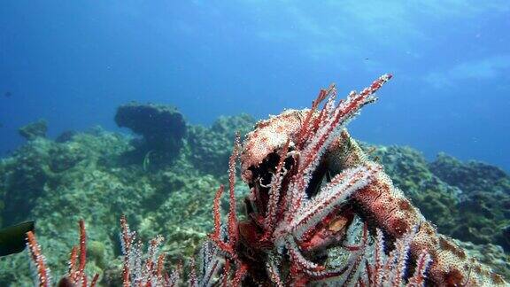 以珊瑚礁柳珊瑚为食的海参