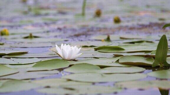 池塘里的白色睡莲