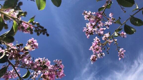玫瑰是一种粉红色的花新热带树和蓝色的天空普通名称粉红喇叭树粉红poui粉红tecoma玫瑰色喇叭树巴桑特拉尼