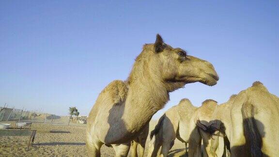 沙漠中的骆驼骆驼农场骆驼午餐咀嚼骆驼骆驼《沙漠中的骆驼》史诗般的视频撒哈拉沙漠酋长国阿布扎比沙漠