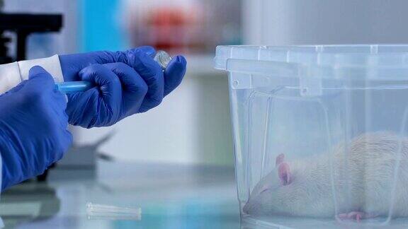 兽医准备给生病的老鼠注射动物诊所照顾宠物