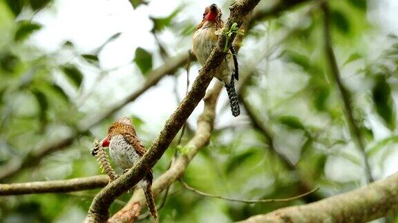 有条纹的泰国翠鸟(雄性和雌性)站在树枝上嘴里衔着猎物